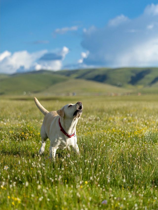 油畫般的「宗塔七色草原」是戶外人遛狗樂園 油畫般的「宗塔七色草原」是戶外人遛狗樂園