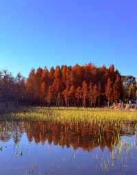 昆明滇池邊絕美紅水杉落日大片打卡攻略!