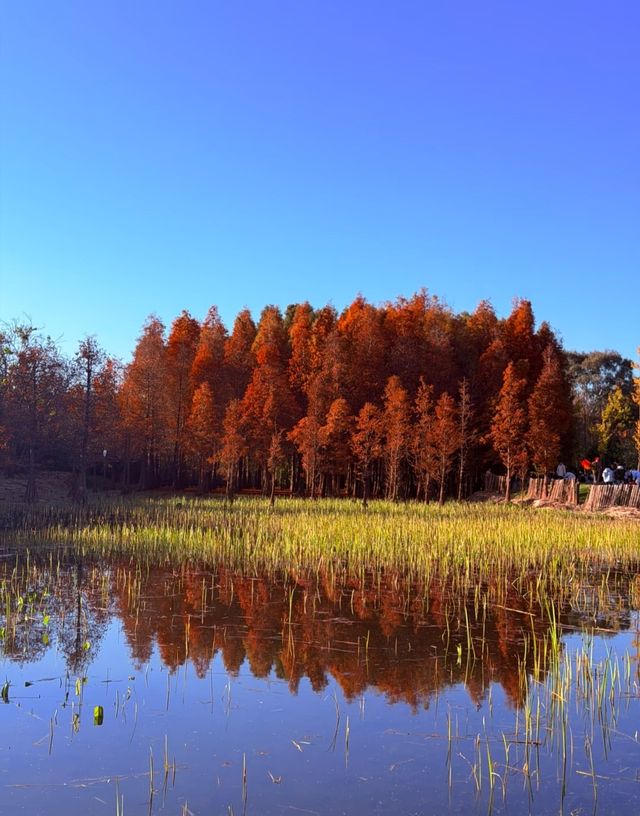 昆明滇池邊絕美紅水杉落日大片打卡攻略! 昆明滇池邊絕美紅水杉落日大片打卡攻略!