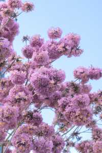 12.11拍|深圳紫花風鈴木開滿啦