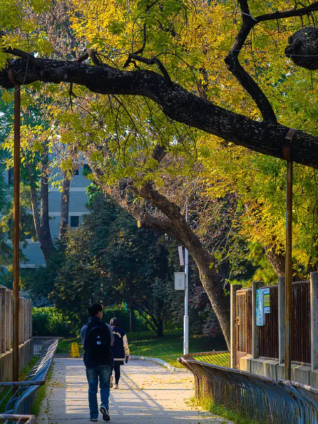 베이징 동물원 백랍나무 통로, 야생 당나귀관 옆의 우산 덮개 비밀 장소