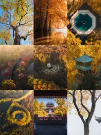 該怎麼向你描述南京的秋天呢