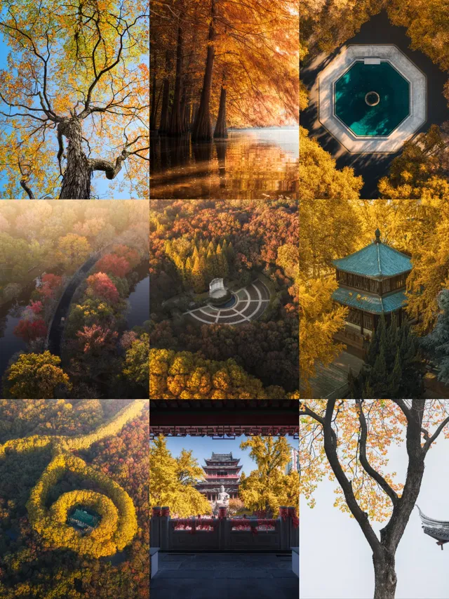 該怎麼向你描述南京的秋天呢 該怎麼向你描述南京的秋天呢