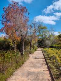 普洱小眾打卡地闖入熱帶雨林的秋日祕境
