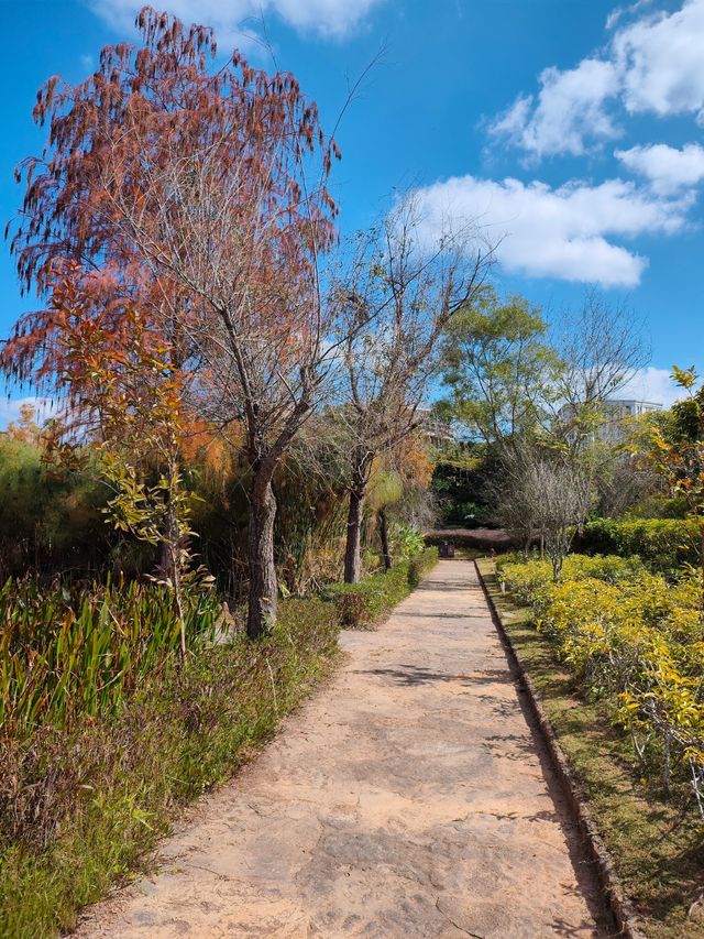 普洱小眾打卡地闖入熱帶雨林的秋日祕境 普洱小眾打卡地闖入熱帶雨林的秋日祕境