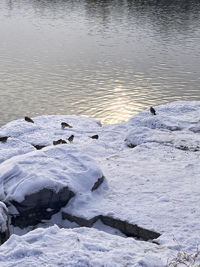 冬日限定雪景蘆葦打卡地