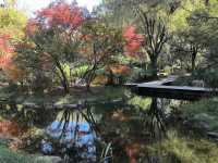 秋天的共青森林公園彷彿是一幅油畫