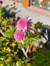 泊心雲舍|在麗江晨光裡,找回被歲月溫柔以待的時光