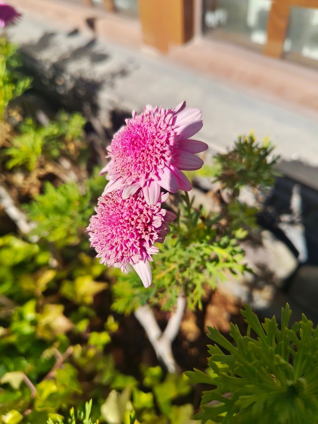 泊心雲舍|在麗江晨光裡,找回被歲月溫柔以待的時光 泊心雲舍|在麗江晨光裡,找回被歲月溫柔以待的時光
