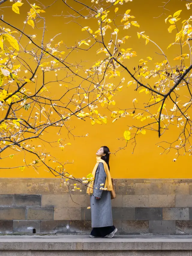 Coming to Suzhou in 2026? Here’s a nanny-level guide to enjoying the wintersweet!