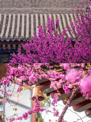 The upcoming Xi'an is just too beautiful! Xi'an Flower Blooming Schedule