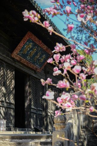 Why must you visit Dajue Temple in spring?