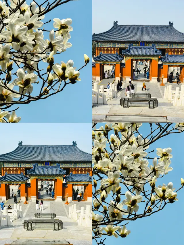 The Temple of Heaven's red walls and white flowers check-in missed means waiting a year