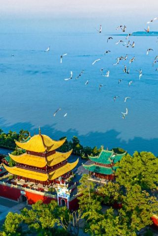 岳陽の春の美景、洞庭湖畔の花海はまるで詩のよう