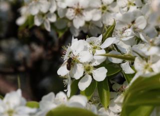 鞍山の花見シーズン、多くの名所で春の花が咲き誇る