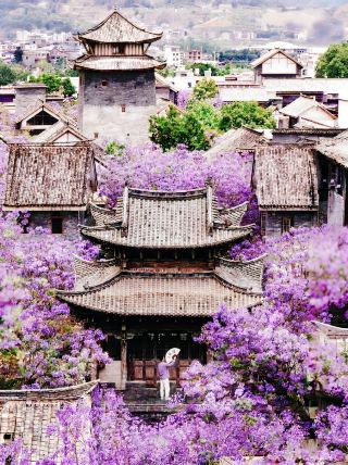當藍花楹遇上中式建築，便是一場終極浪漫