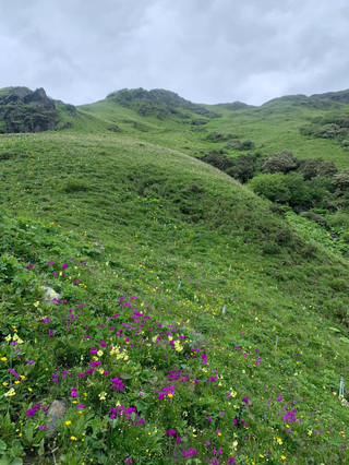 Panduan Hiking Satu Hari di Sekitar Chengdu: Lautan Bunga Argou