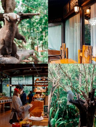 Escape the Mid-Autumn crowds in Pu'er! Stay in a forest sanctuary with red pandas