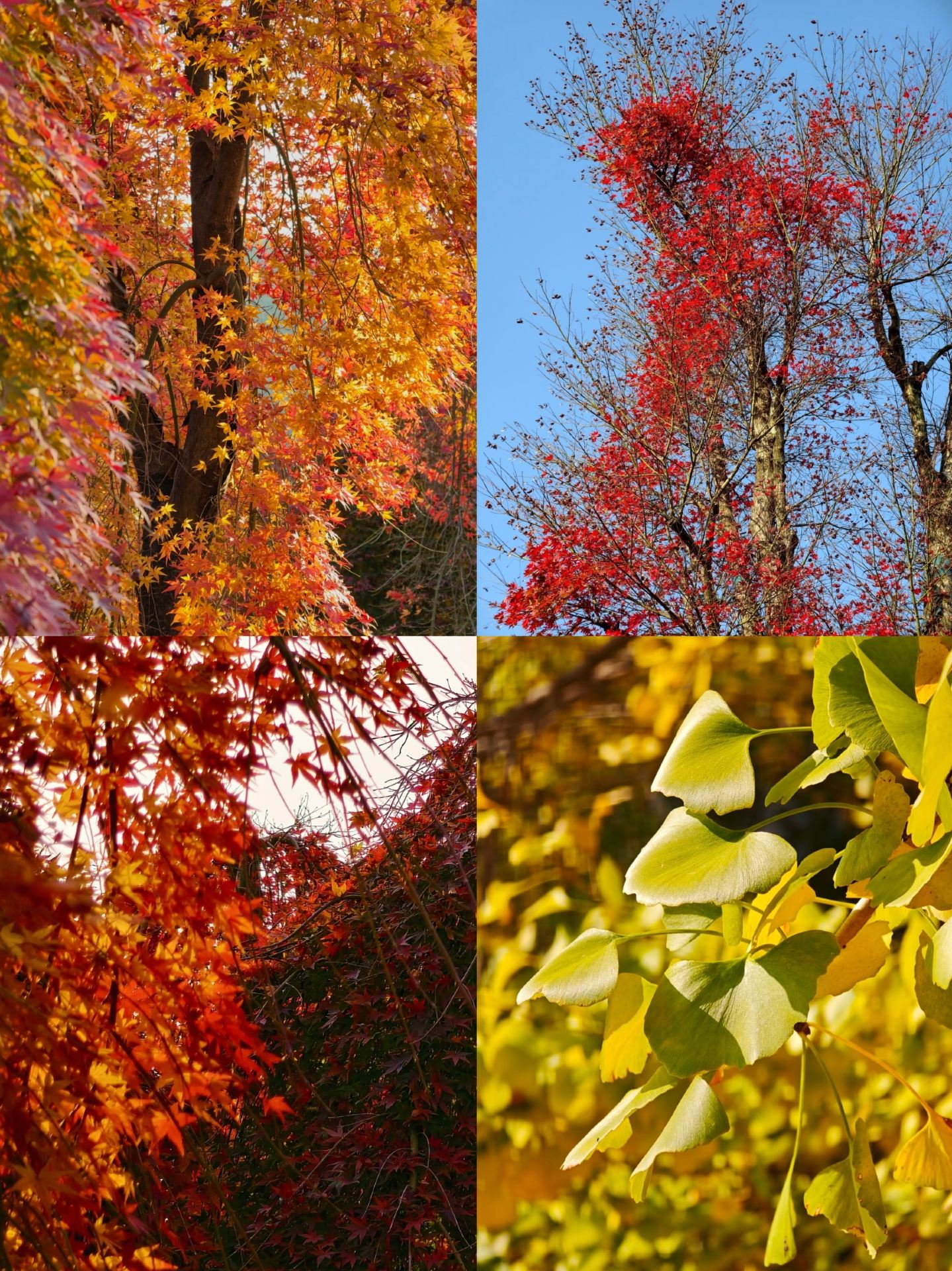 Forget Western Sichuan! October–November, this is the ultimate gentle, healing autumn destination