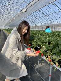 日本滋賀鹿深士多啤梨🍓園❤️