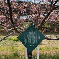 【伊豆】みなみの桜と菜の花まつり
