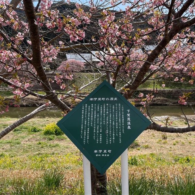 【伊豆】みなみの桜と菜の花まつり