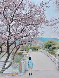 🌸대구 벚꽃 여행지 모음🌸
