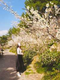 봄 제주 여행, 매화와 유채꽃을 한번에🌼