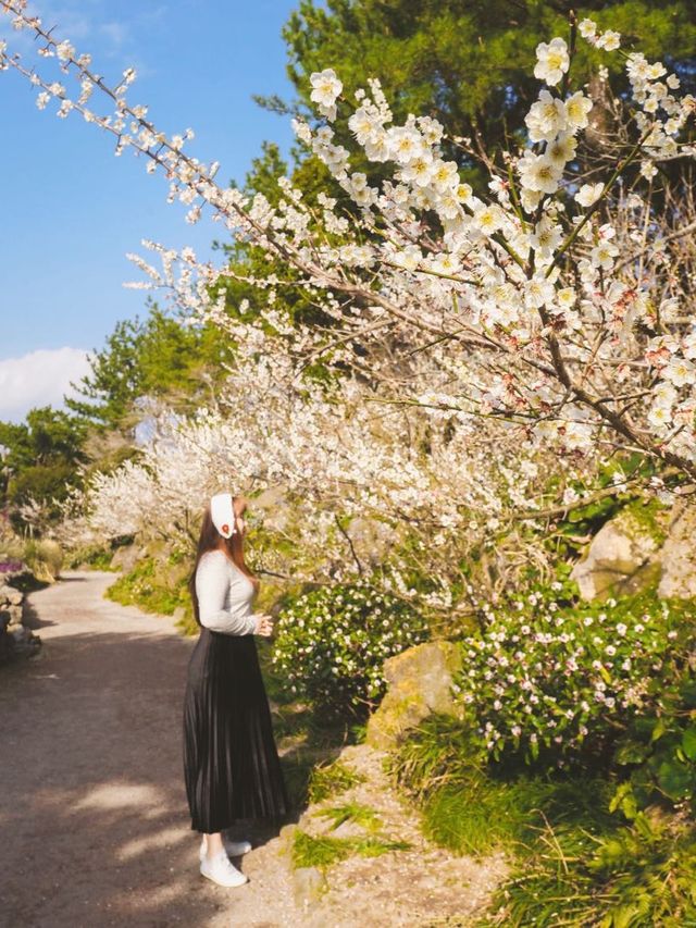 봄 제주 여행, 매화와 유채꽃을 한번에🌼
