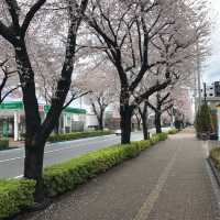 【東村山の桜並木】