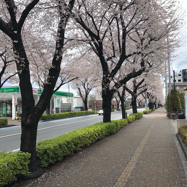 【東村山の桜並木】
