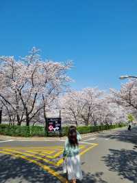 대구 최고의 벚꽃 명소, 이월드🌸