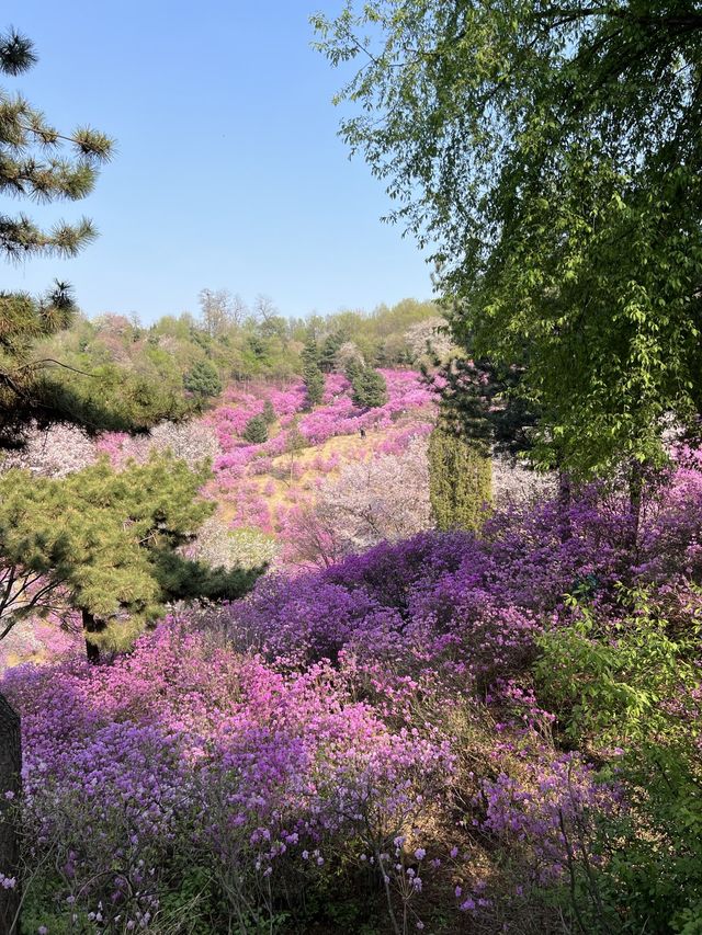 말그대로 꽃동산 그 자체💕