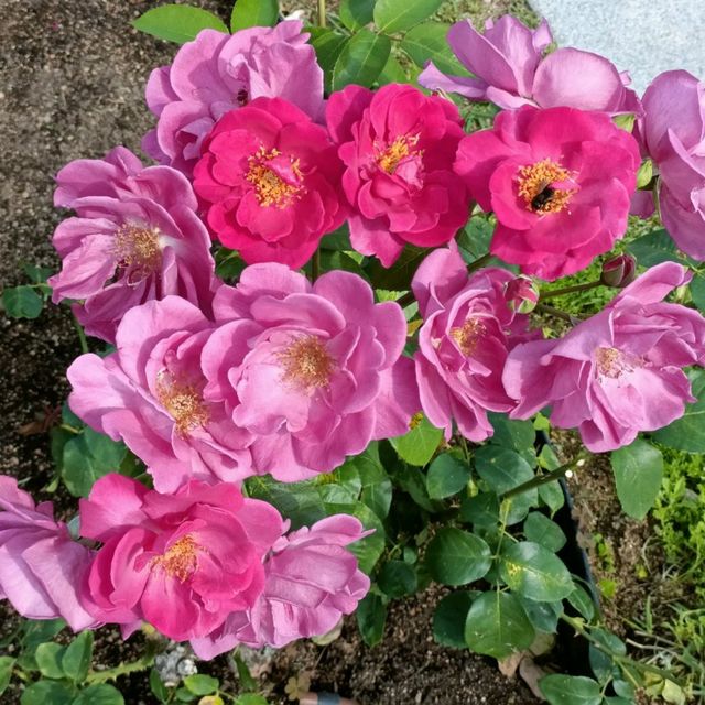 Beautiful Rose Garden in Osaka 