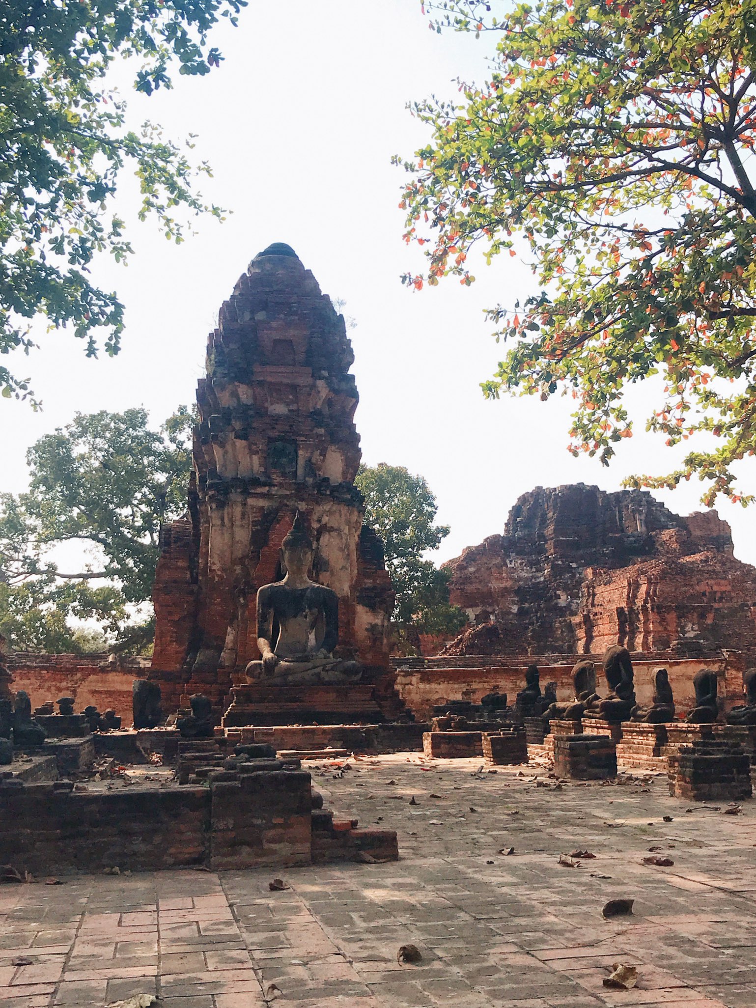 樹中佛像 樹中佛首奇景的大城瑪哈泰寺- 泰國- 泰好網