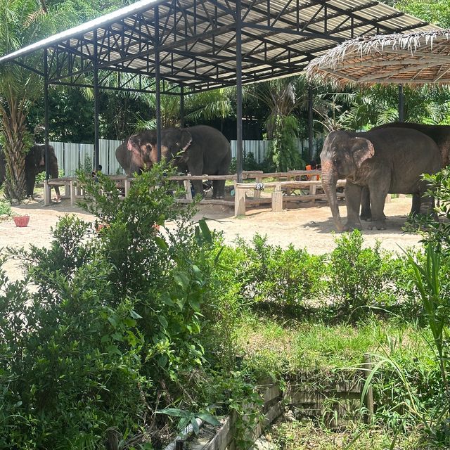 The best day of your life with Elephants 🐘🌿