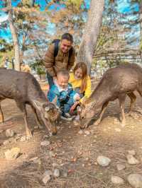 Friendly deer at Nara Park 