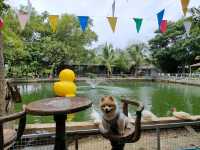 Café and Farm วิวดี ติดธรรมชาติ 