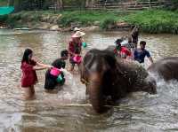 하룻동안 코끼리의 친구가 될 수 있는 치앙마이 Kerchor elephant eco park