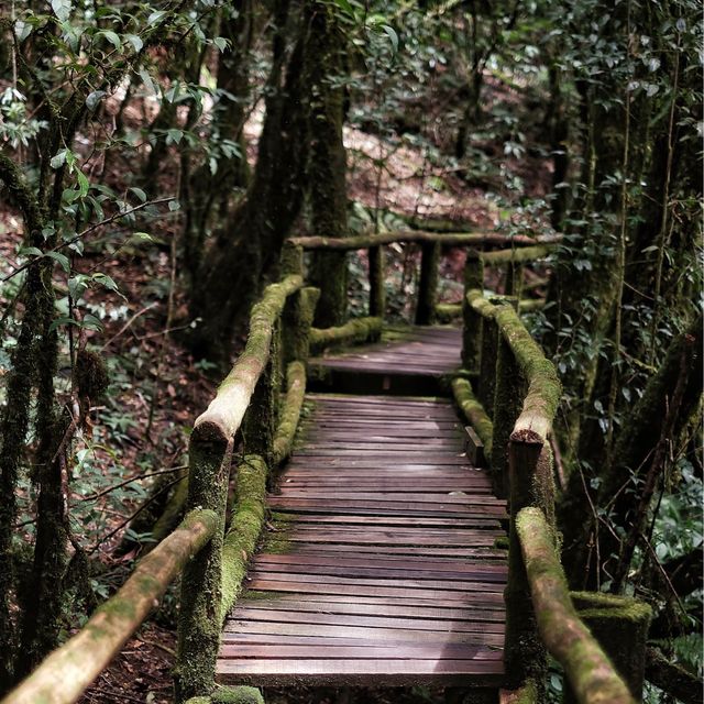 เส้นทางศึกษาธรรมชาติอ่างกา จ.เชียงใหม่ 🌿