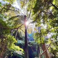 Scenic World 