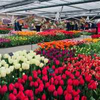 荷蘭🇳🇱盧瑟·花卉展覽活動&花藝創作比賽🌷🍀 Keukenhof 庫肯霍夫