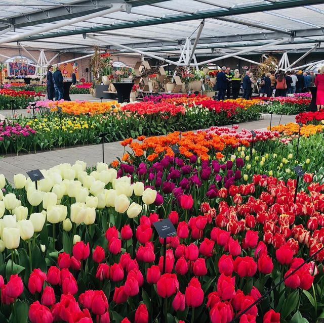 荷蘭🇳🇱盧瑟·花卉展覽活動&花藝創作比賽🌷🍀 Keukenhof 庫肯霍夫