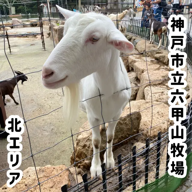 六甲山牧場【北エリア】動物が近くふれ合える癒されエリア