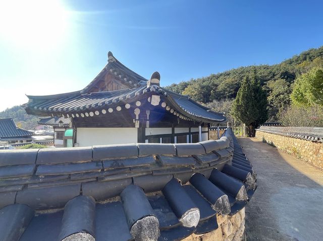 韓國大邱 村口四百年靈槐樹的文化遺產 漆谷村