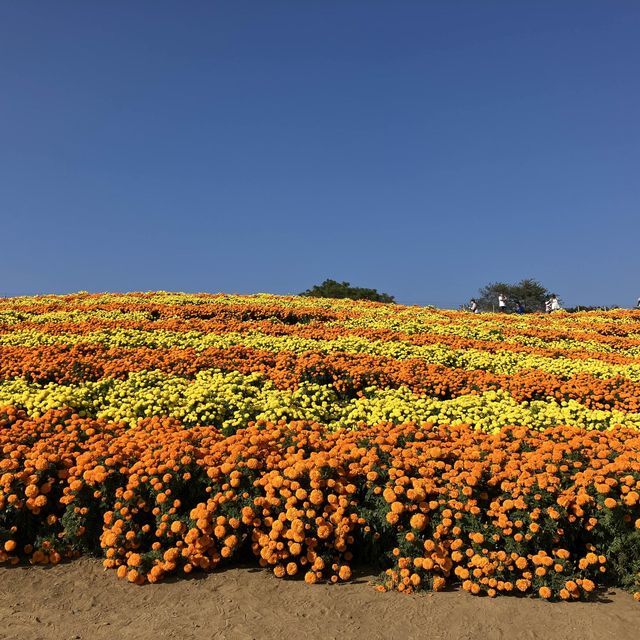 イルミネーションといえば東京ドイツ村