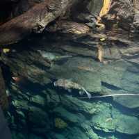 大阪摩天輪下的巨型海洋海族館