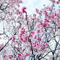 平菁街42巷-櫻花季！
