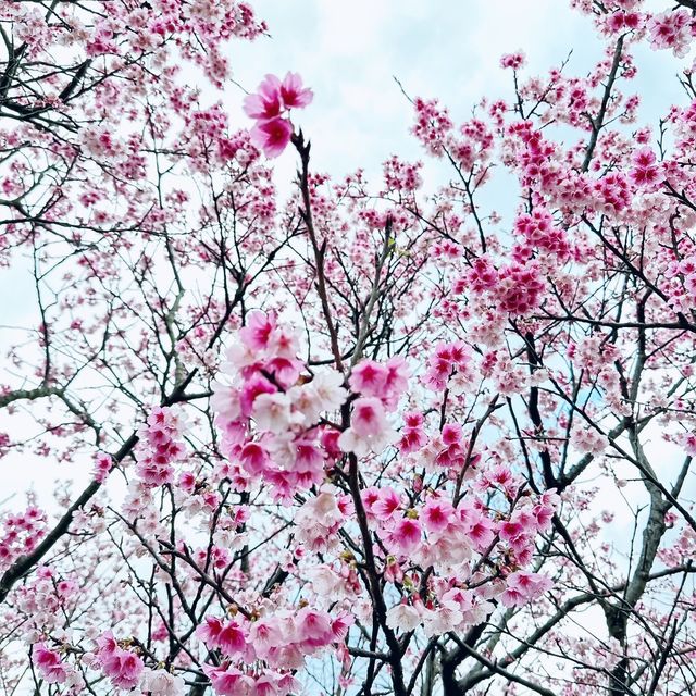 平菁街42巷-櫻花季！
