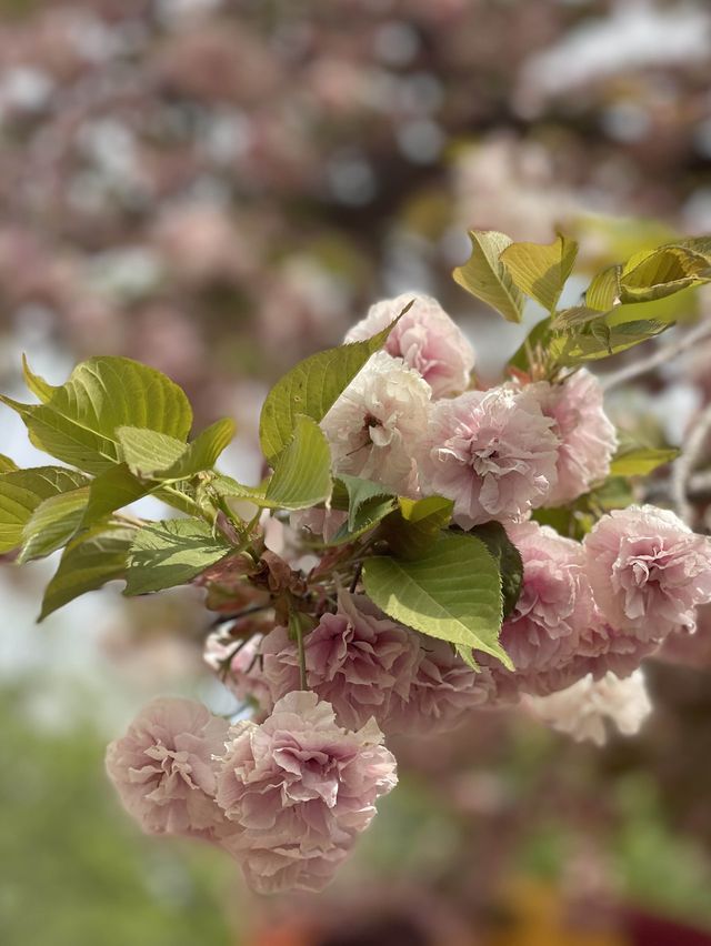 앞으로 2주 뒤 만날 수 있는 탐스런 겹벚꽃 세상🌸